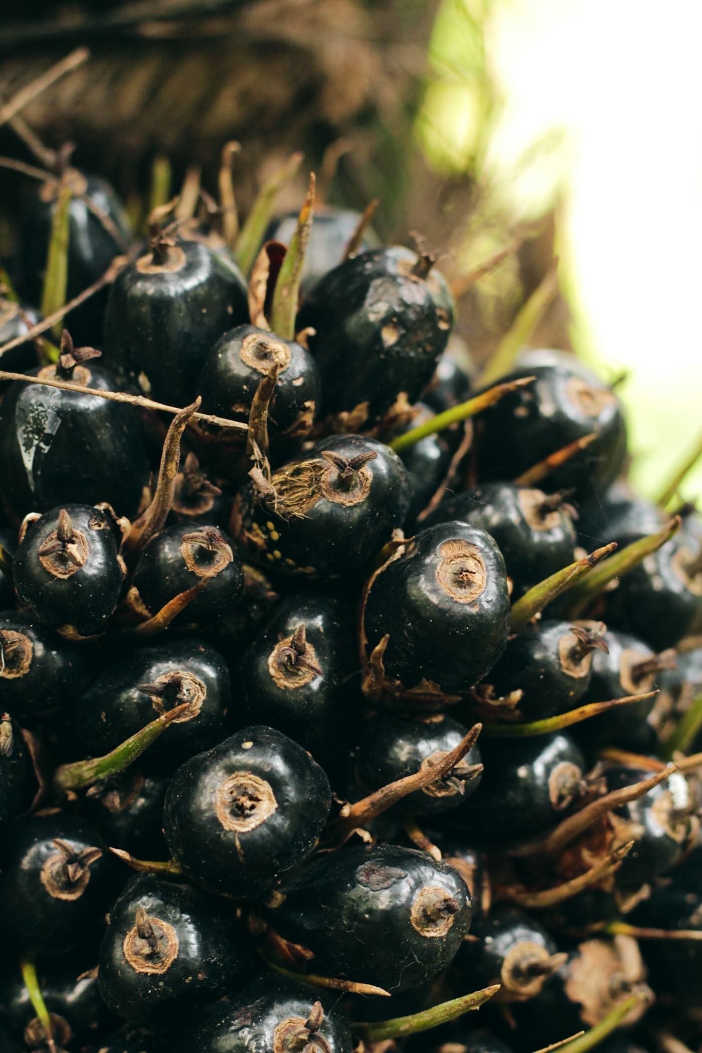 Primer plano de un racimo de frutos oscuros de palma aceitera todavía en la planta.